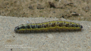 Pieris brassicae (caterpillar) DSC138171