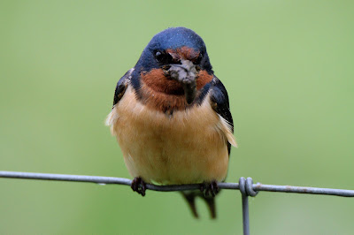Barn Swallow at Carden Alvar