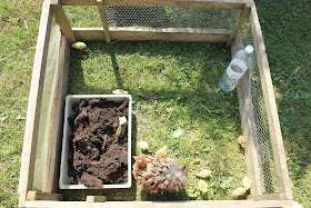 Quail chicks in a run with mother hen