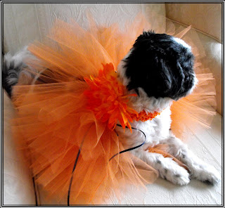 Pumpkin Orange Powder Puff Dog Tutu