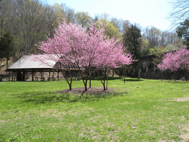 green lawn with pink redbud trees in bloom at a picnic shelter