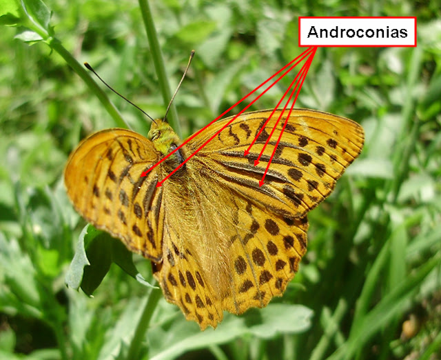 Androconias de un macho de volvoreta Argynnis paphia