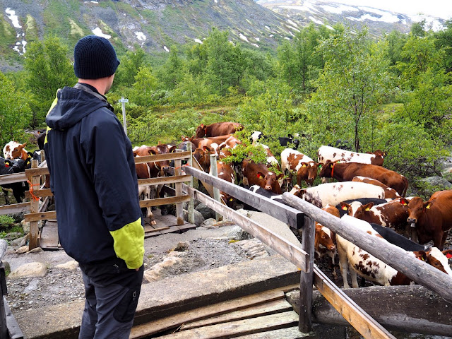 krávy, Martin, stádo, jezero, Gjende, Jotunheimen, Norsko