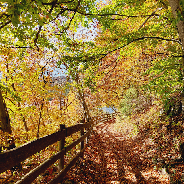 respiro degli alberi monte cimone drago di vaia