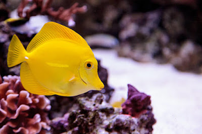Ikan Hias Air laut Yellow Tang