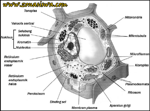  Sel  Hewan  Sel  Tumbuhan Beserta  Gambarnya