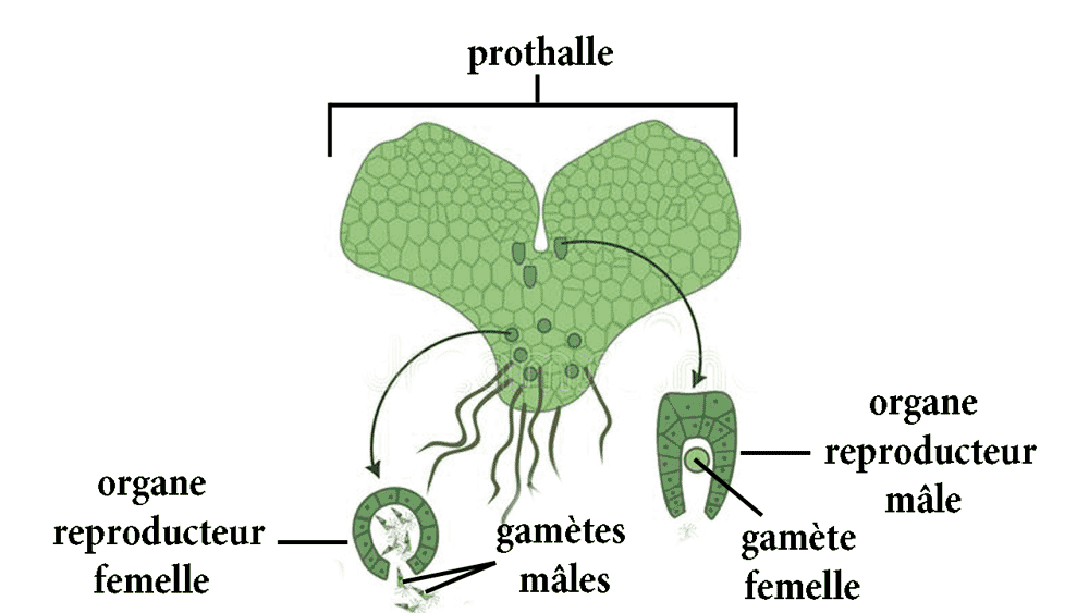 les organes reproducteurs chez les plantes sans fleurs