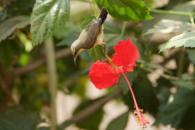 Female Purple Sunbird  छोटा शक्कर खोरा, फूल सुँघनी, थुन-थुनी  - Cinnyris asiaticus