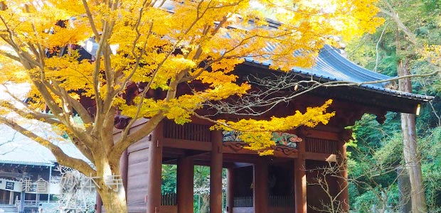 妙本寺の紅葉