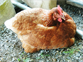 Cider Hill Farm: Gallinas