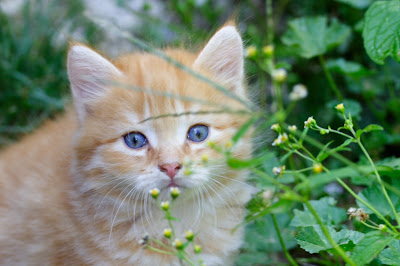 Imagenes tiernas de gatos 