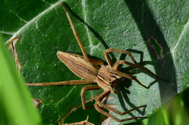 Pisaura mirabilis