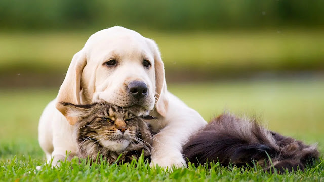 Labrador Retriever and Cat