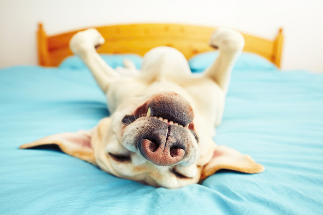An Examination of Canine Behavior Why Dogs Sigh