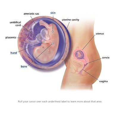 11 weeks pregnant. 11 weeks