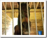 animals 037