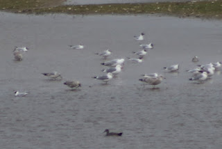 Adult Yellow-legged Gull