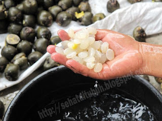 Khasiat Buah Kolang Kaling - Mari Hidup Sehat