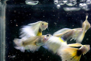 Jual Guppy Selokan,  Harga Guppy Selokan,  Toko Guppy Selokan,  Diskon Guppy Selokan,  Beli Guppy Selokan,  Review Guppy Selokan,  Promo Guppy Selokan,  Spesifikasi Guppy Selokan,  Guppy Selokan Murah,  Guppy Selokan Asli,  Guppy Selokan Original,  Guppy Selokan Jakarta,  Jenis Guppy Selokan,  Budidaya Guppy Selokan,  Peternak Guppy Selokan,  Cara Merawat Guppy Selokan,  Tips Merawat Guppy Selokan,  Bagaimana cara merawat Guppy Selokan,  Bagaimana mengobati Guppy Selokan,  Ciri-Ciri Hamil Guppy Selokan,  Kandang Guppy Selokan,  Ternak Guppy Selokan,  Makanan Guppy Selokan,  Guppy Selokan Termahal,  Adopsi Guppy Selokan,  Jual Cepat Guppy Selokan,  Kreatif Guppy Selokan,  Desain Guppy Selokan,  Order Guppy Selokan,  Kado Guppy Selokan,  Cara Buat Guppy Selokan,  Pesan Guppy Selokan,  Wisuda Guppy Selokan,  Ultah Guppy Selokan,  Nikah Guppy Selokan,  Wedding Guppy Selokan,  Flanel Guppy Selokan,  Special Guppy Selokan,  Suprise Guppy Selokan,  Anniversary Guppy Selokan,  Moment Guppy Selokan,  Istimewa  Guppy Selokan,  Kasih Sayang  Guppy Selokan,  Valentine  Guppy Selokan,  Tersayang Guppy Selokan,  Unik Guppy Selokan, 