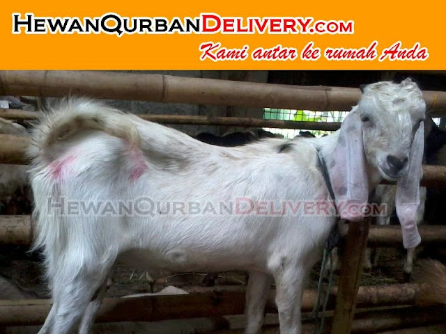 harga kambing qurban 2016 murah