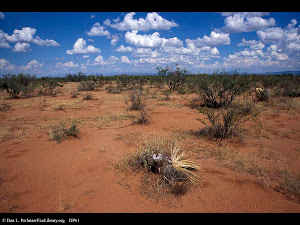 more desert