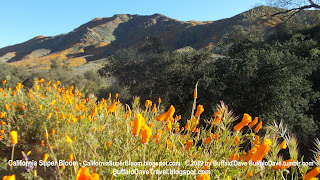 California Poppies in front of mountain Walker Canyon Super Bloom 2019