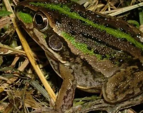 Oyuk Kurbağası Özellikleri - Burrowing Frog