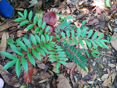 cara menuju ke cassia bintan