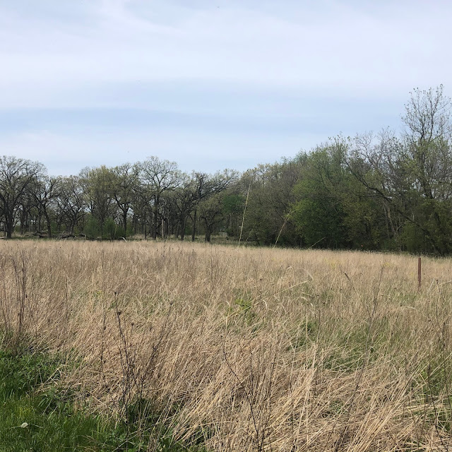 Grassy Lake Forest Preserve with prairie grasses!
