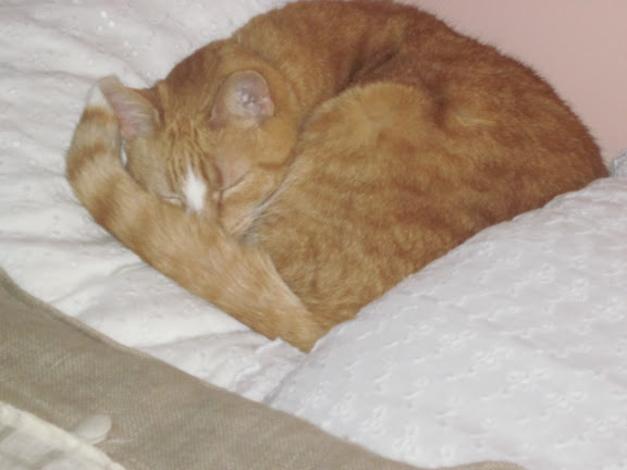 Photo of an orange and white cat curled up on a white bedspread / MAY NOT BE REPRODUCED IN ANY FORM