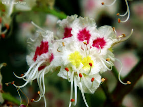 kwiaty kasztana