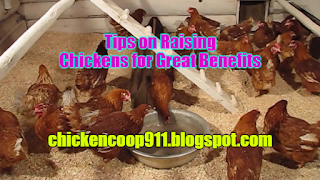 Tips on Raising Chickens for Great Benefits