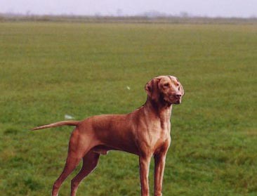 ΟΥΓΓΡΙΚΟΣ ΚΟΝΤΟΤΡΙΧΟΣ ΔΕΙΚΤΗΣ (VIZSLA) 