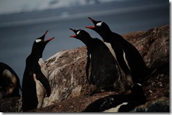PenguinsTalking