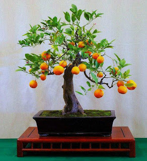 Tanaman Bonsai Buah-Buahan