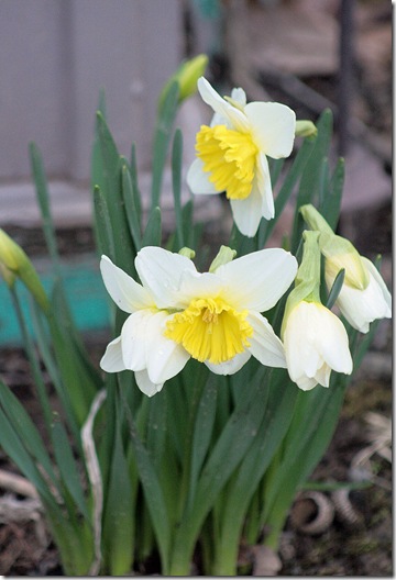 Daffodils_March 23