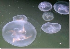 jellyfish-images-aurelia (4)