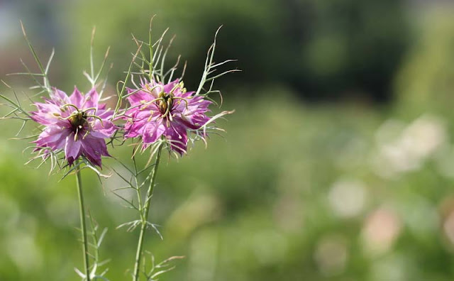 Love-in-a-Mist Flowers