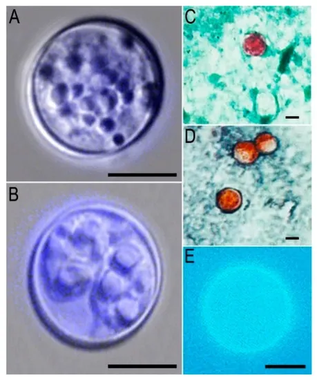 Cyclospora C. 2