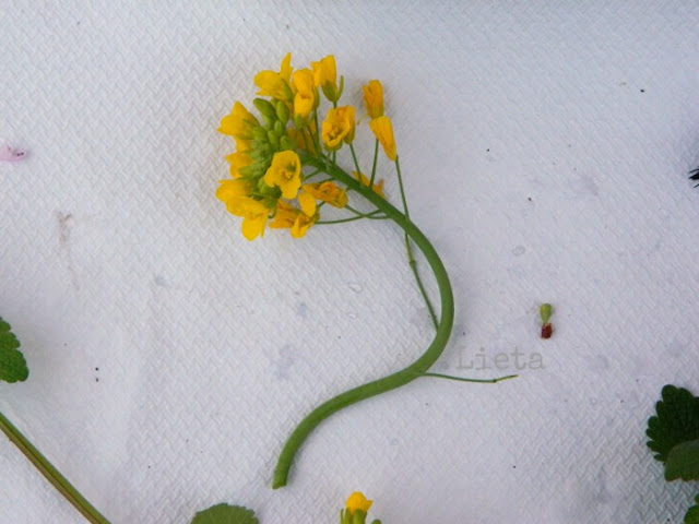 Centrotavola fiorito per Pasqua