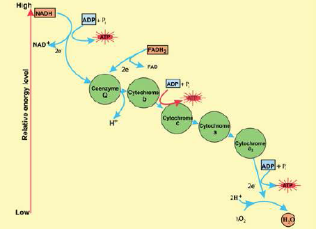 FSc Biology Part 1 XI 11th Chapter 11 Bioenergetics Notes Long Questions fscnotes0
