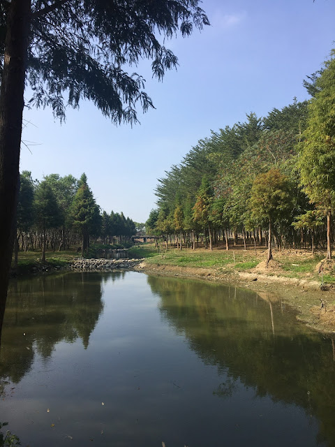 Bald Cypress forest at Yuliao Site in Chiayi, Taiwan