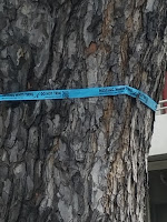 Tree warning sign in Honolulu for white tern nests