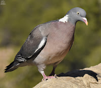 Paloma torcaz. (Columba palumbus)