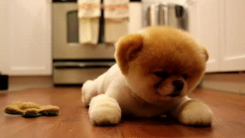 30 Cutest Baby Animal  Gifs  Ever