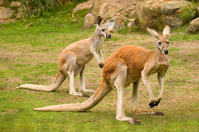 Giải mã ý nghĩa giấc mơ thấy Kangaroo 