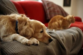 Dealing With Anxious and Stressed Pets