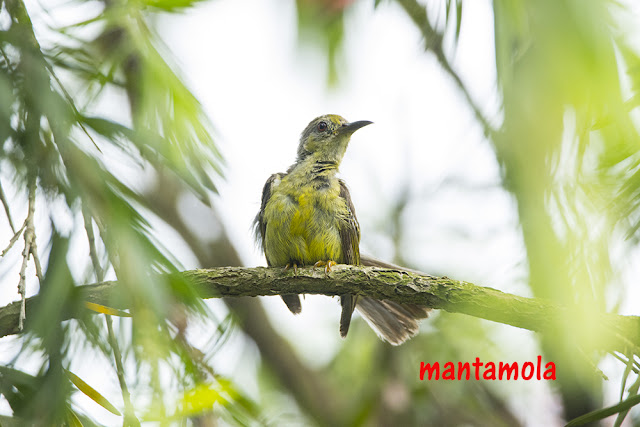 Olive Backed Sunbird