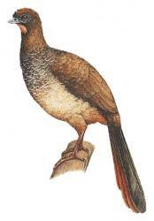 endemic birds Brazil