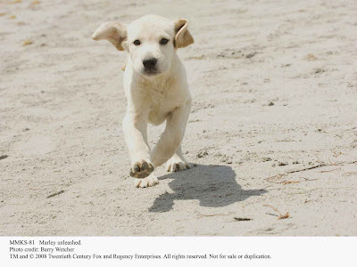 marley and me dog dies. marley and me dog. marley and me dog dies.